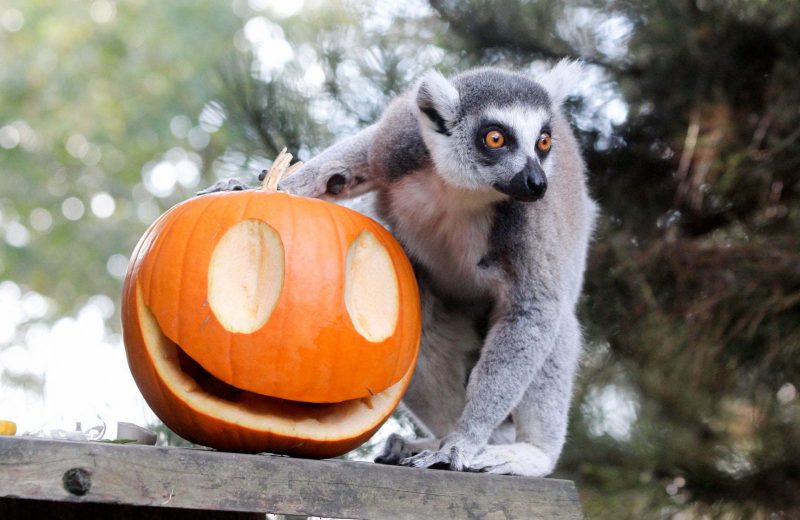 Halloween au Zoo de la Boissière CREDIT Suzanne OUTAN