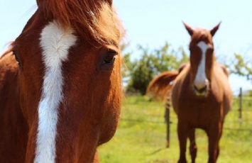 stage-cheval -vignes-en-selle-nantes-cholet-sevremoine-anjou