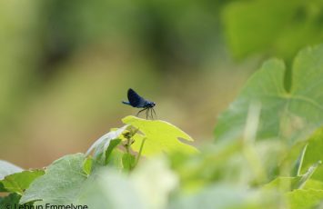 Vigne et Libellule