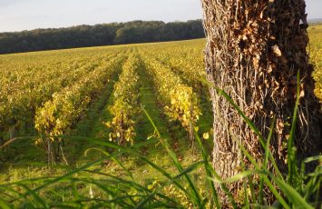 Vignes-Vins-Randos2-2018-levignobledenantes