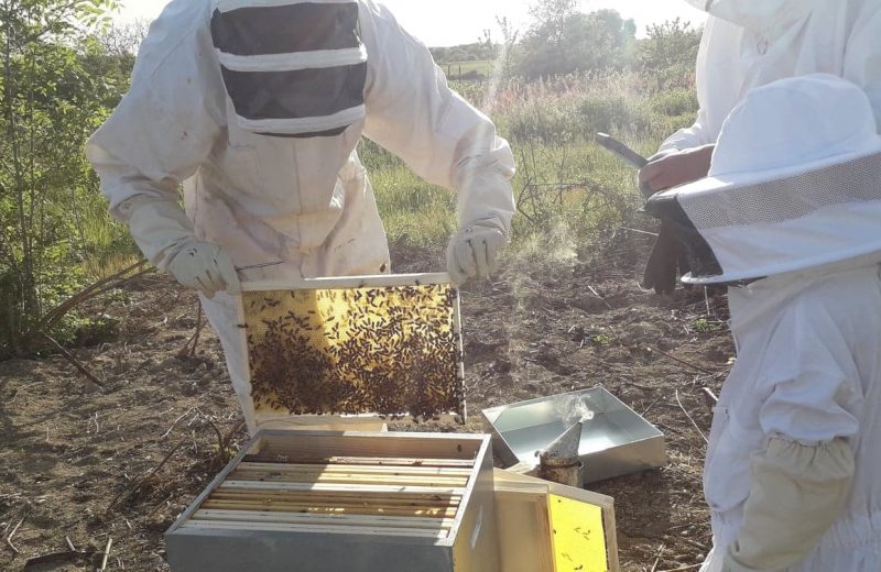 Apiculture miel