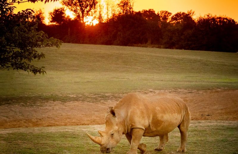 diner au crepuscule 2024 zoo de la boissiere